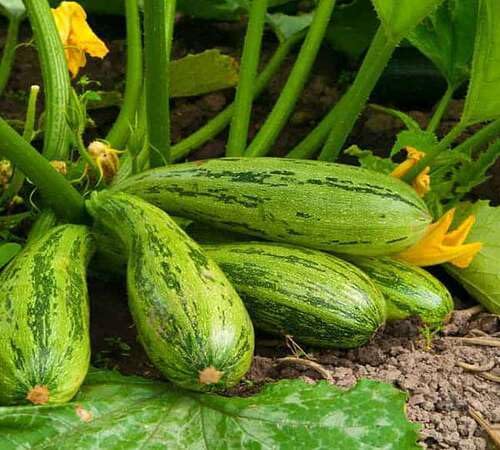 Squash Green Seeds – Heirloom, Non-GMO, High Germination Organic Garden Seeds Planting