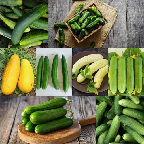 Mixed Cucumber Seeds – Heirloom, Non-GMO, High Germination Organic Garden Seeds Planting