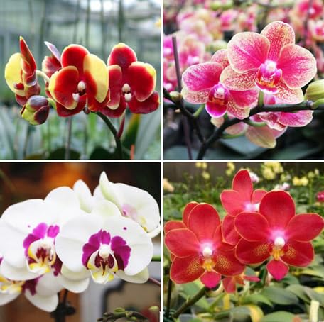 mixed phalaenopsis flower seeds