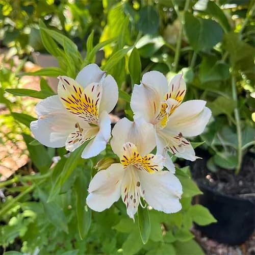 White Alstroemeria Flower Seeds Heirloom Non-GMO High Germination Organic Garden Seeds