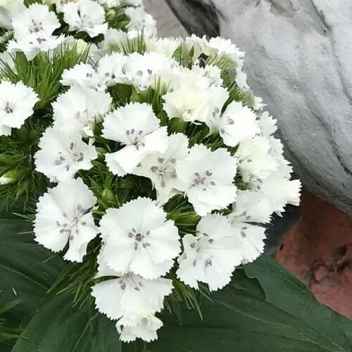dianthus flower heirloom non-gmo seeds