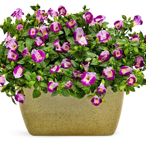 Torenia Flower Seeds – Heirloom, Non-GMO, High Germination Organic Seeds