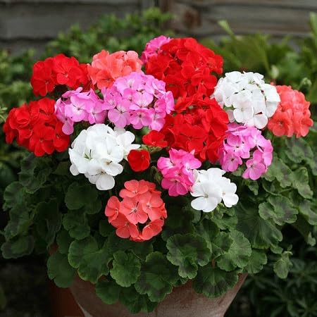 Mixed Geranium Flower Seeds – Heirloom, Non-GMO, High Germination Seeds