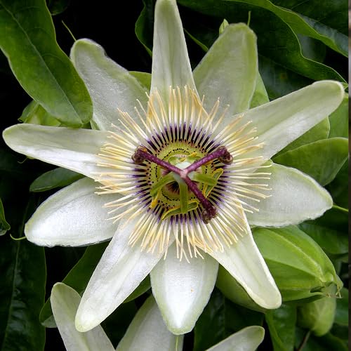 White Passion Flower Seeds – Heirloom, Non-GMO, High Germination Organic Garden Seeds