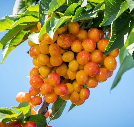 Orange Cherry Seeds – Heirloom, Non-GMO, High Germination Organic Garden Seeds