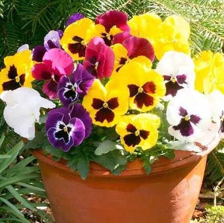 mixedpansyflowerheirloomnongmo flower seeds