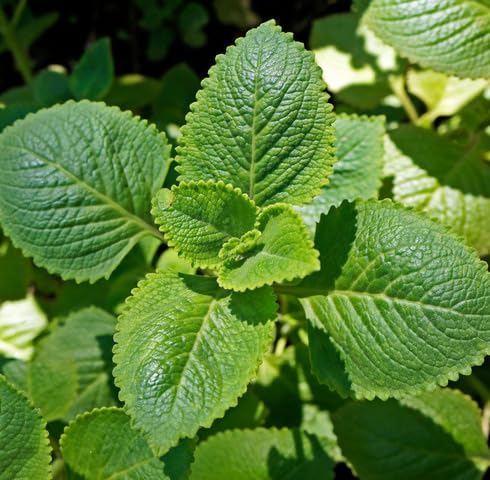 Grüne Zitronen-Minze-Pflanzensamen – samenecht, gentechnikfrei, hohe Keimrate, Bio-Gartensamen