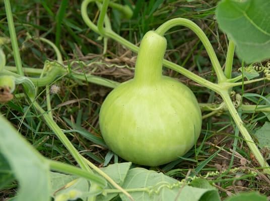 Bottle Gourd Seeds – Heirloom, Non-GMO, High Germination Organic Garden Seeds Planting