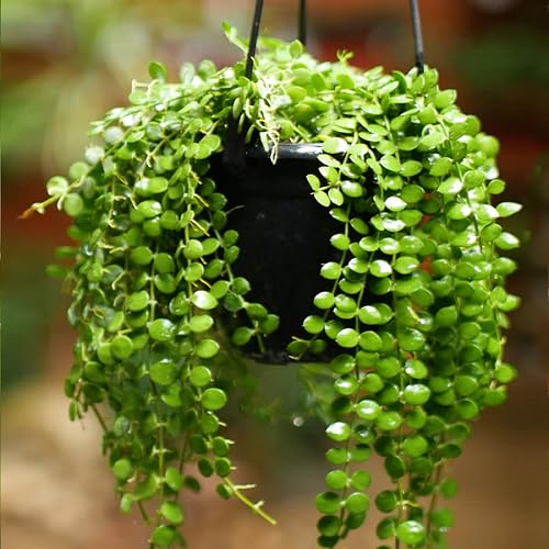 green dischidia flower seeds