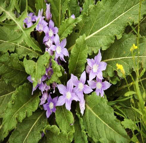 greenmandrakeheirloomnongmo flower seeds