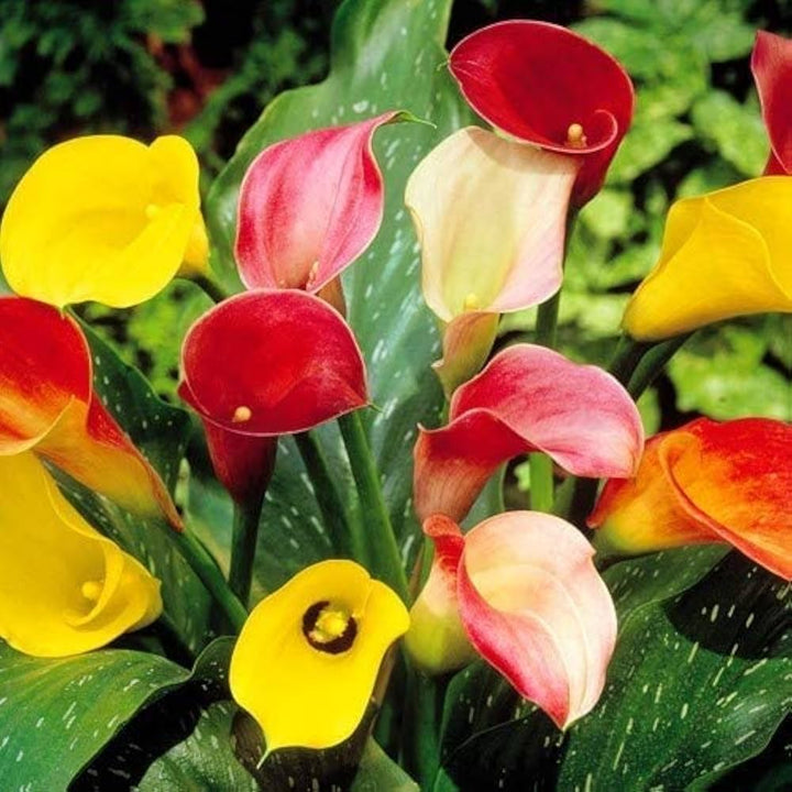 Semillas de cala de colores surtidos – Herencia, no transgénicas, de alta germinación, semillas de jardín orgánicas