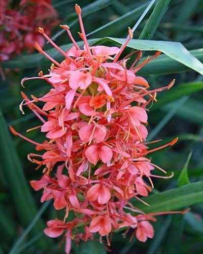 Pink Hedychium Flower Seeds – Heirloom, Non-GMO, High Germination Seeds for Planting | Organic Garden Seeds