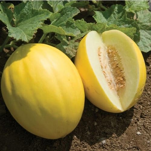 Yellow Canary Melon Seeds – Heirloom, Non-GMO, High Germination Organic Garden Seeds