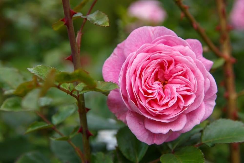 juliet rose flower seeds