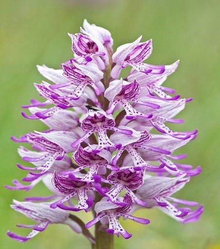 White Purple Orchis Simia Flower Seeds Heirloom Non-GMO High Germination Organic Garden Seeds