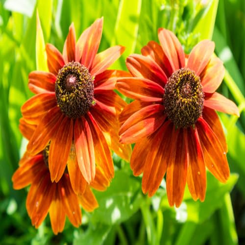 Giant Rudbeckia Orange Flower Seeds for Planting – Heirloom, Non-GMO, High Germination Organic Garden Seeds