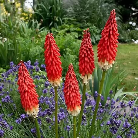 Fackellilien-Blumensamen Rot – Alte Sorte gentechnikfrei Keimfreudig Bio-Gartensamen zum Pflanzen