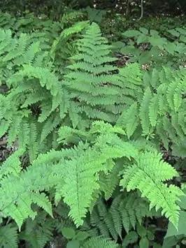 Green Fern herb seeds