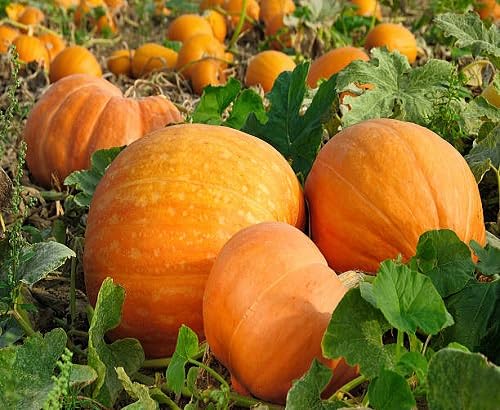 Pumpkin Seeds – Heirloom, Non-GMO, High Germination Organic Garden Seeds Planting