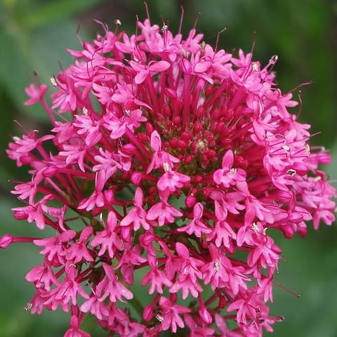 Pink Valerian Flower Seeds for Planting – Heirloom, Non-GMO, High Germination