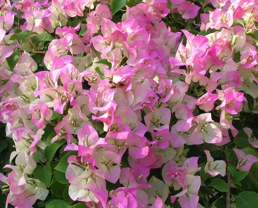 white pink flower seeds