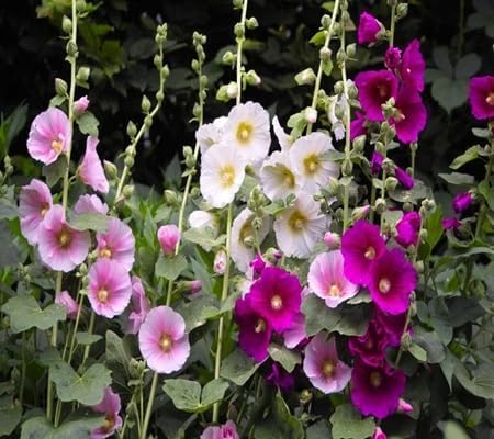 Hollyhock Flower Seeds – Heirloom, Non-GMO, High Germination Organic Garden Seeds for Planting