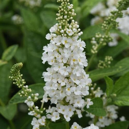 Buddleja Flower Seeds White Heirloom Non-GMO High Germination Organic Garden Seeds