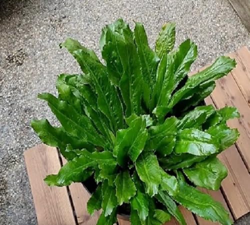 Green Culantro – Heirloom, Non-GMO, High Germination Organic Garden Seeds Planting