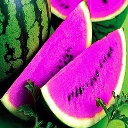 Watermelon Seeds Purple – Heirloom, Non-GMO, High Germination Organic Garden Seeds for Planting