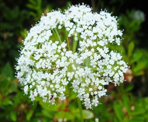 whiteaegopodiumflowerheirloomnongmo flower seeds