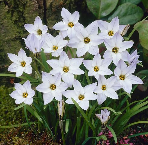 White Ipheion Flower Seeds Heirloom Non-GMO High Germination Organic Garden Seeds for Planting