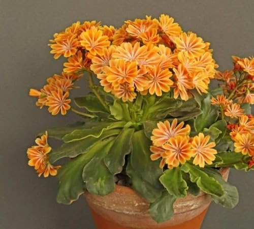 Yellow Orange Lewisia Flower Seeds – Heirloom, Non-GMO, High Germination Organic Seeds
