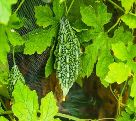 Bittergourd Seeds – Heirloom, Non-GMO, High Germination Organic Garden Seeds Planting
