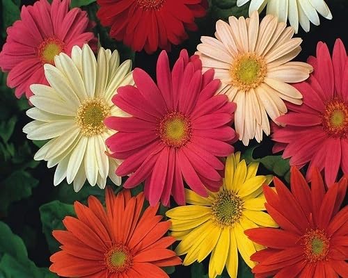 Daisy Gerbera Flower Seeds Mixed – Heirloom, Non-GMO, High Germination Seeds