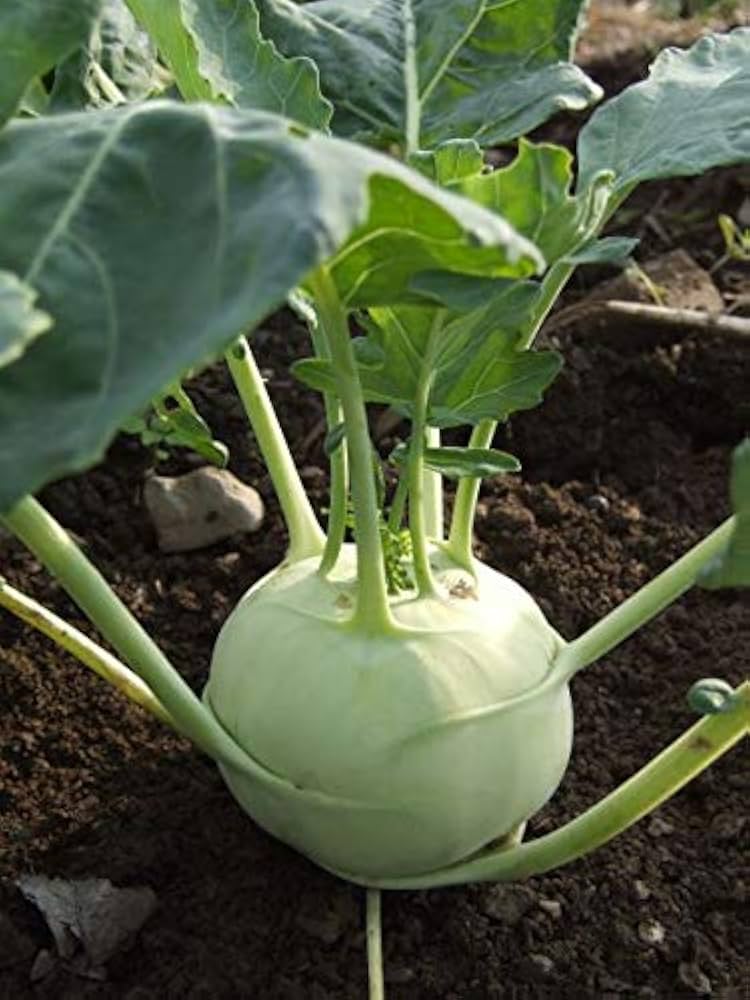 White Kohlrabi Vegetable Seeds – Heirloom, Non-GMO, High Germination Organic Garden Seeds for Planting