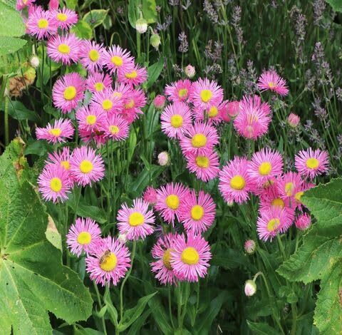Pink Erigeron-Blumensamen – Alte Sorte, gentechnikfrei, keimstark, Bio-Gartensamen zum Pflanzen