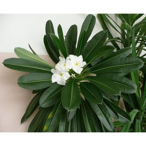 White Pachypodium Flower Seeds for Planting – Heirloom, Non-GMO, High Germination