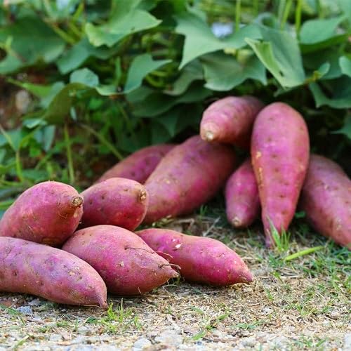 Purple Sweet Potato Vegetables Seeds – Heirloom, Non-GMO, High Germination Organic Garden Seeds Planting