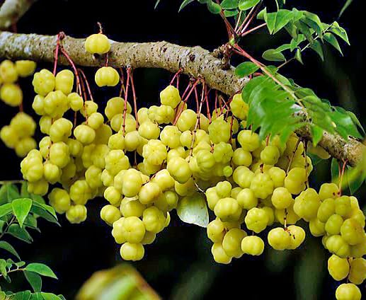 Yellow Phyllanthus Acidus Seeds Heirloom Non-GMO High Germination Organic Garden Seeds for Planting