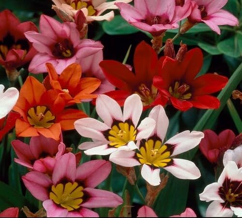 Mixed Sparaxis Flower Seeds – Heirloom, Non-GMO, High Germination Seeds