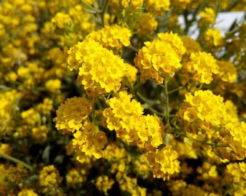 Yellow Myrtle Flower Seeds – Heirloom, Non-GMO, High Germination Organic Seeds
