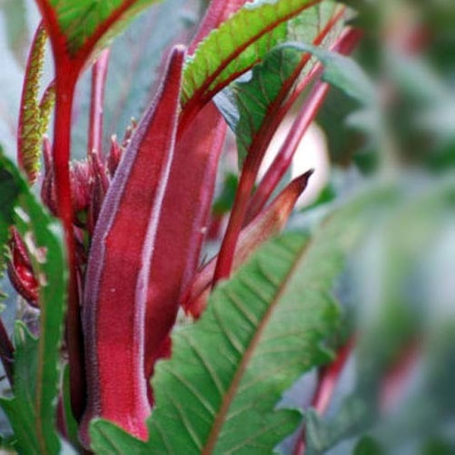 red seltene flower seeds