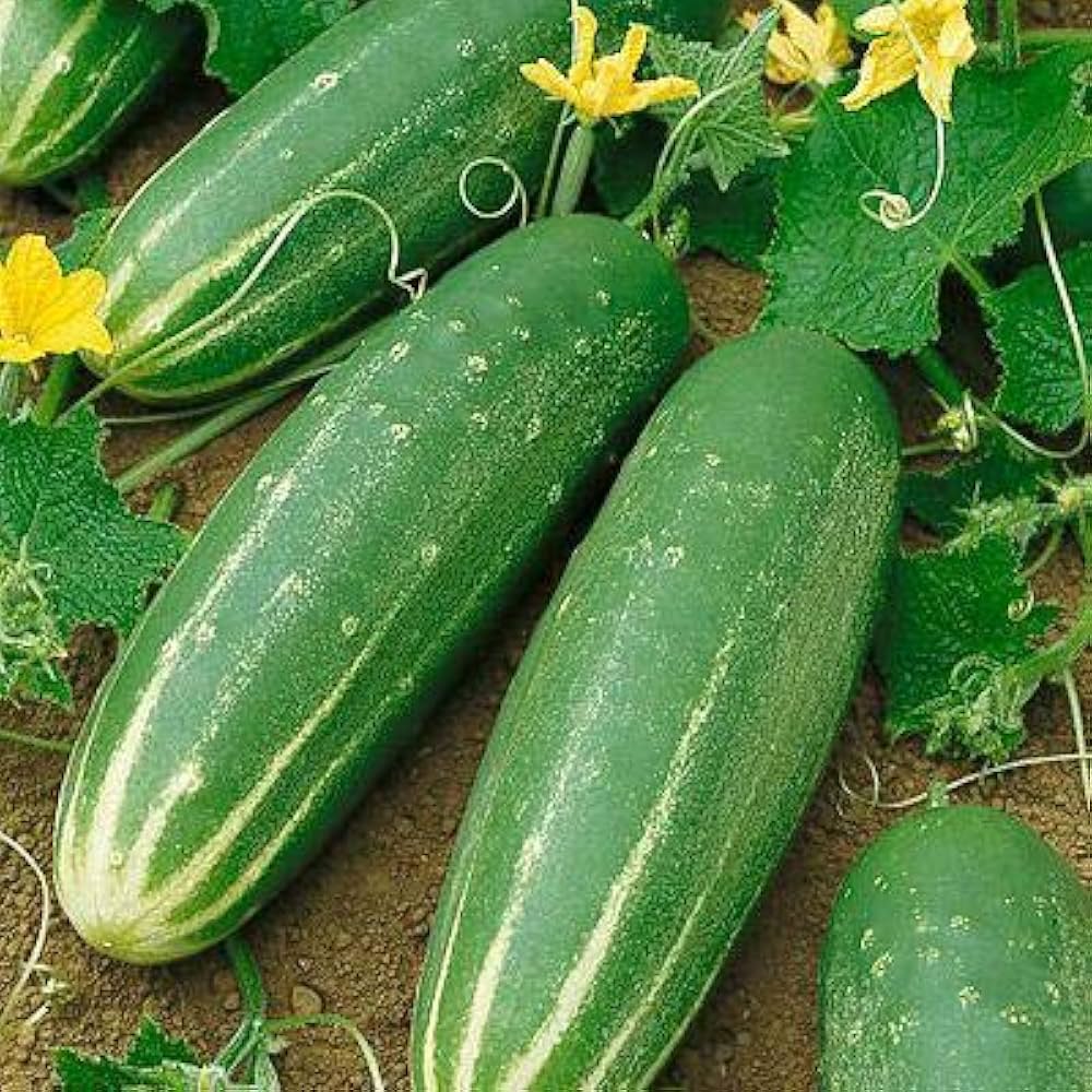 long cucumber flower seeds