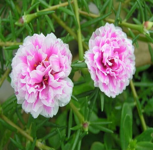 Pink Moss Rose Flower Seeds for Planting – Heirloom Non-GMO High Germination Organic Garden Seeds
