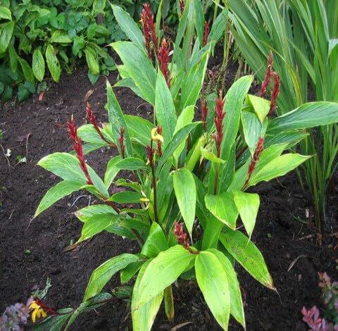 green cautleya flower seeds
