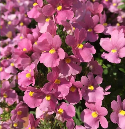 pink nemesia flower seeds