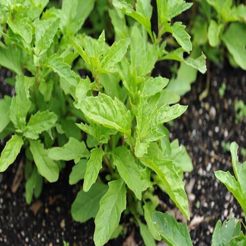 green epazote flower seeds
