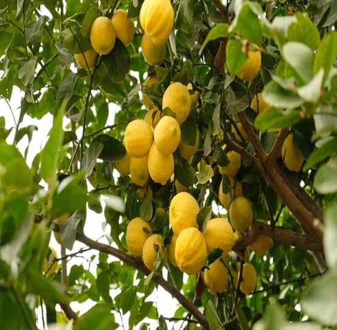Yellow Lime Seeds – Heirloom, Non-GMO, High Germination Organic Garden Seeds