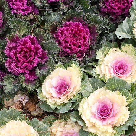 Mixed Ornamental Cabbage Seeds Heirloom Non-GMO High Germination Organic Garden Seeds for Planting
