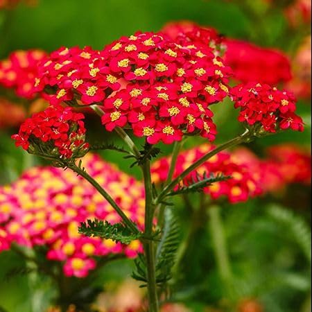 Red Achillea Millefolium Flower Seeds for Planting – Heirloom, Non-GMO, High Germination Organic Garden Seeds
